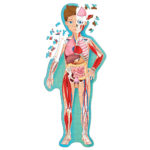 The Human Body puzzle